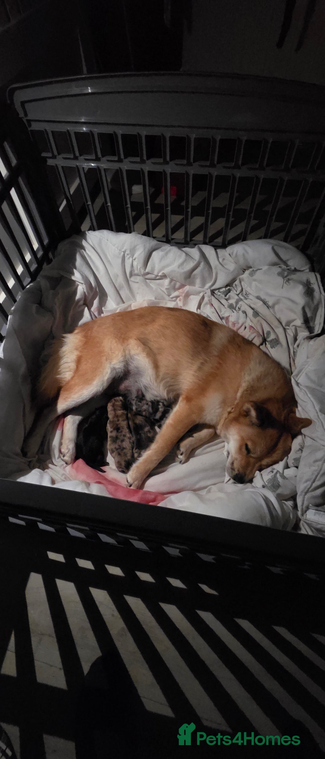 Mixed Breed dogs for sale: Adorable Merle Chowski's for sale  - Advert 20