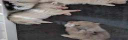 Pomsky dogs for sale: Pomsky Puppies - Advert 13