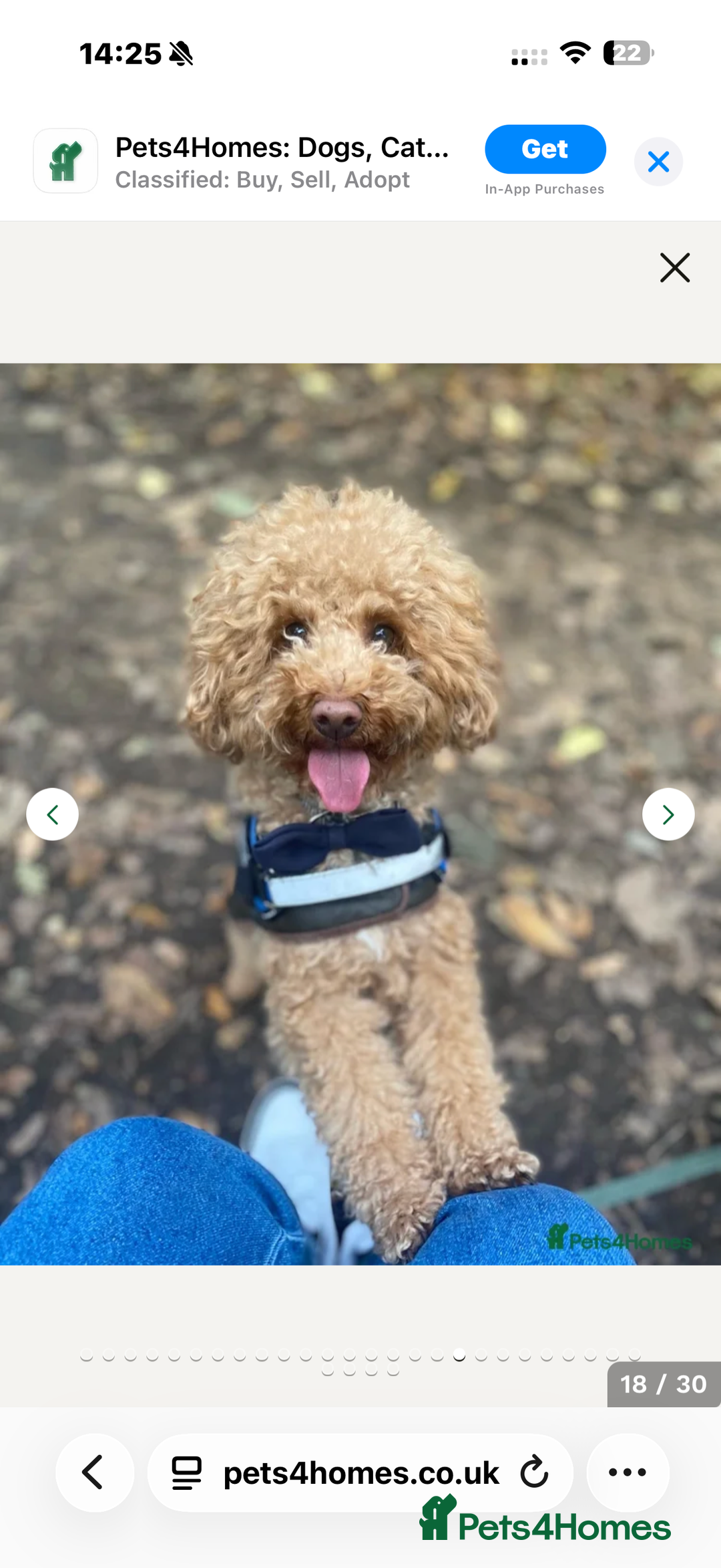 Cockapoo dogs for sale: Cockapoos Toy - Advert 3