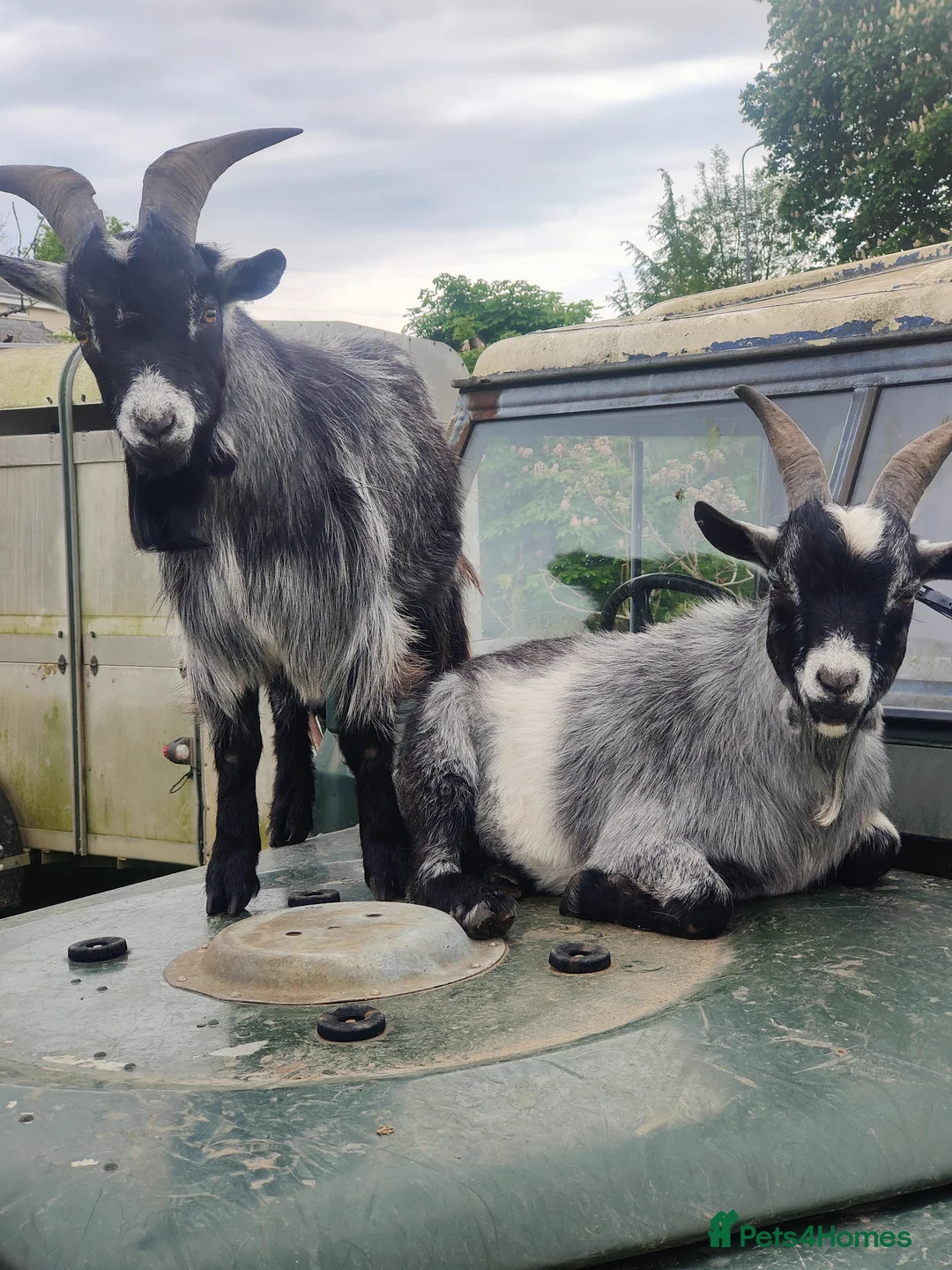 Goats livestock for sale: Two Beautiful, Friendly Pygmy Billy Goats - Advert 2