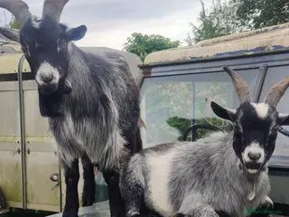 Goats livestock Two Beautiful, Friendly Pygmy Billy Goats - Advert 1