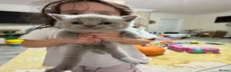 British Shorthair cats for sale: British short hair in Manchester - Advert 21