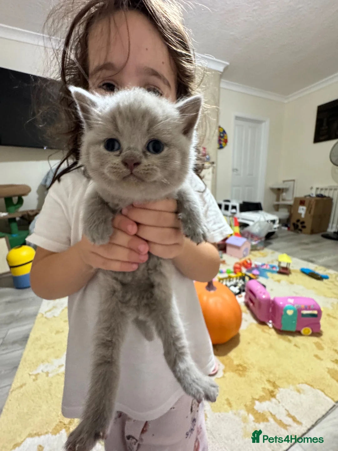 British Shorthair cats for sale: British short hair in Manchester - Advert 21
