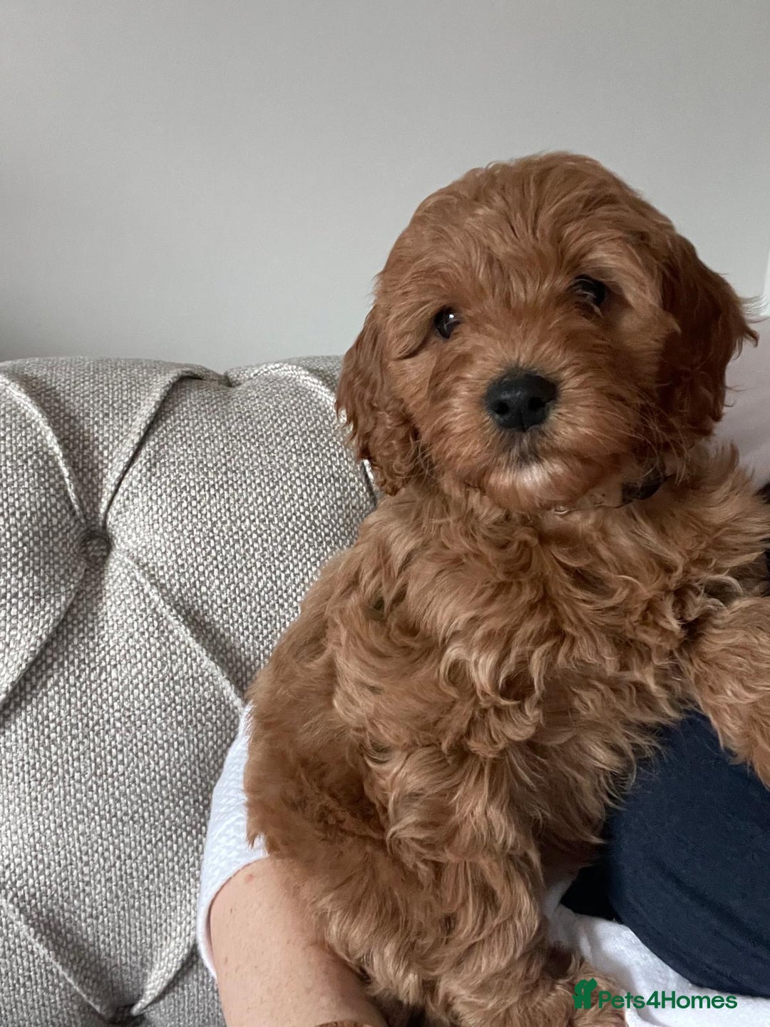 Cavapoo dogs for sale: Meet Holland the Apricot Cockapoo - Advert 2