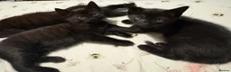Bengal cats for sale: Black Bengal cross Kittens in Pentre - Advert 11