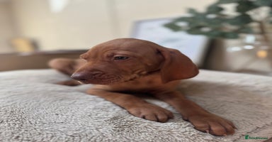 Hungarian Vizsla dogs - Advert 13