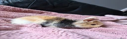 Mini Lion Lop rabbits for sale: Last female mini lion lop  - Advert 4