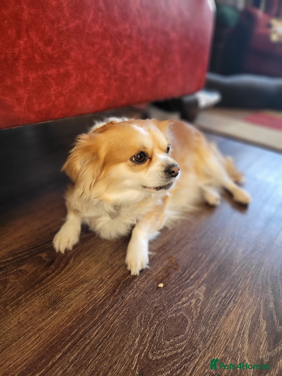 Chihuahua dogs for sale: ***READY NOW*** Long Haired Chihuahua Pups  - Advert 15