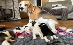 Beagle dogs for sale: KC Registered Beagles - Image 5