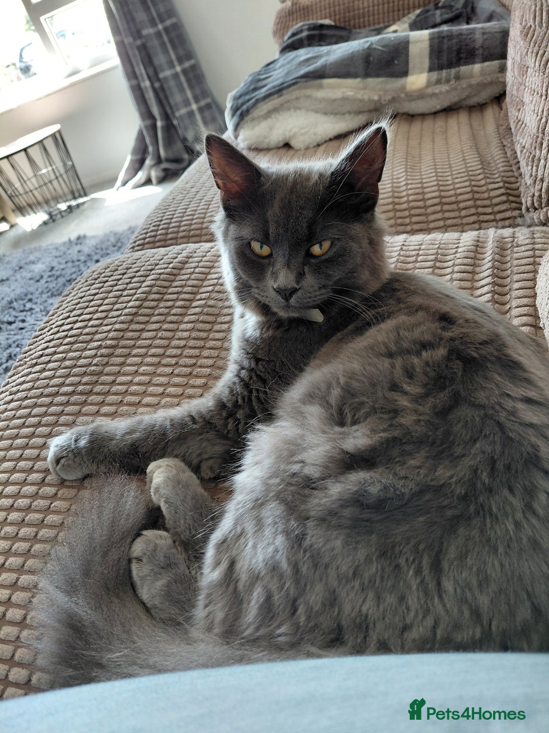 Mixed Breed cats for stud: Gorgeous silver grey boy - Advert 4