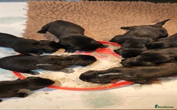 Labrador Retriever dogs for sale: Black labrador puppies working or pet homes - Image 2