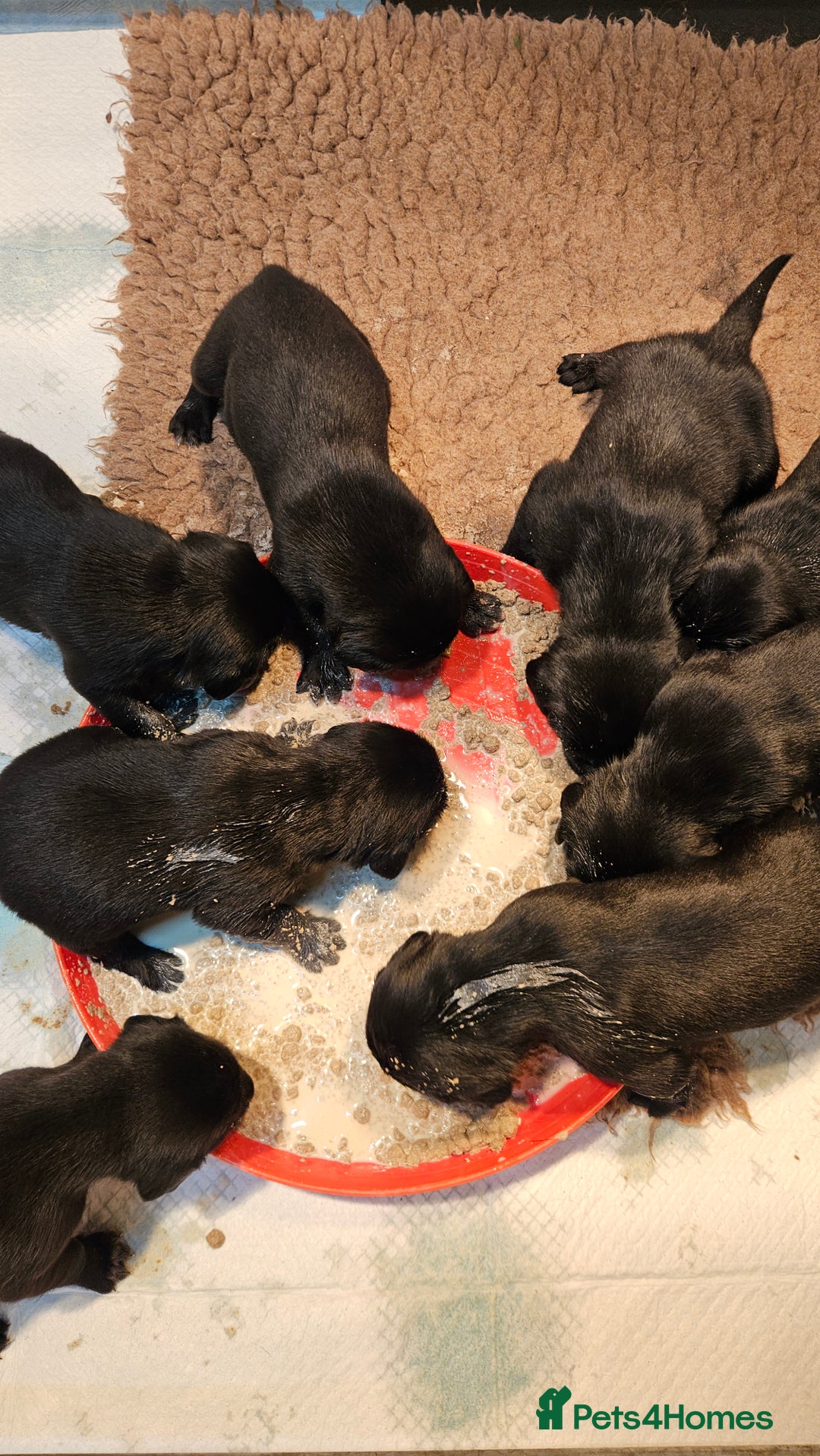 Labrador Retriever dogs for sale: Black labrador puppies working or pet homes - Image 2