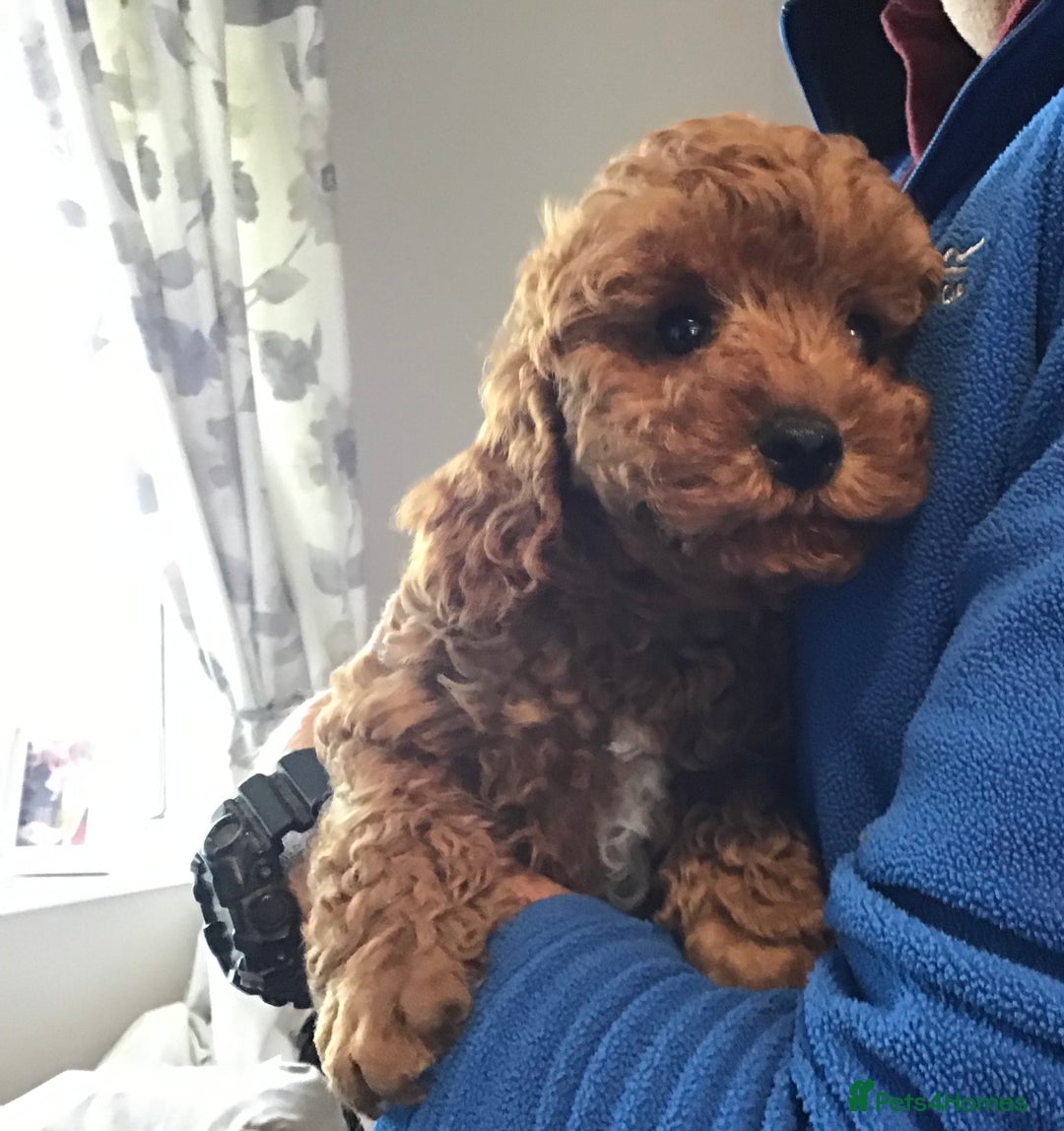 Cockapoo dogs for sale: ADORABLE SMALL MINIATURE F1B COCKAPOO PUPPIES - Image 12