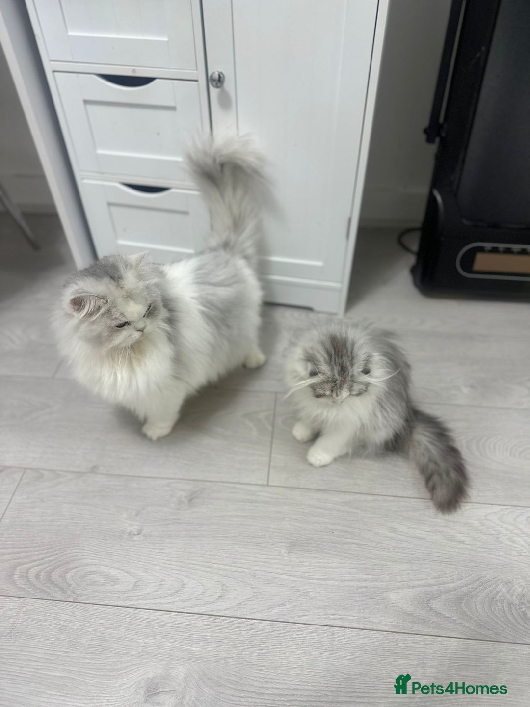 Scottish Fold cats for sale: Beautiful Longhair Silver Bicolor Kitten - Advert 3