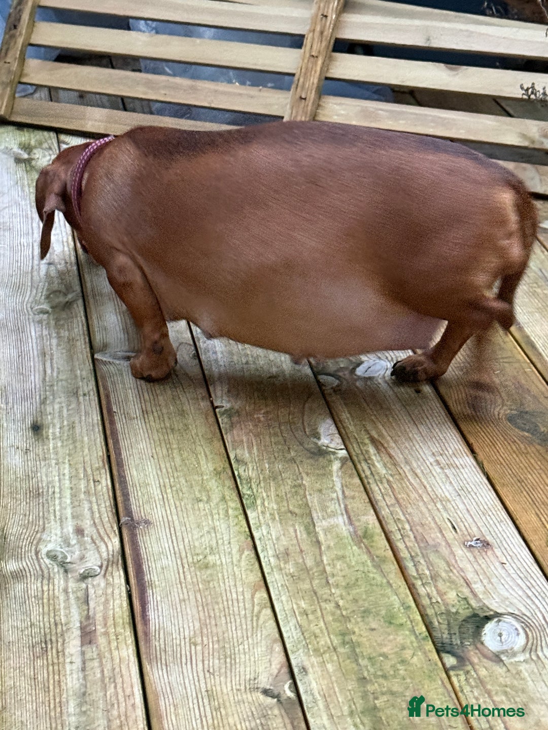 Miniature Dachshund dogs for sale: Dachshund puppies for sale. - Advert 3