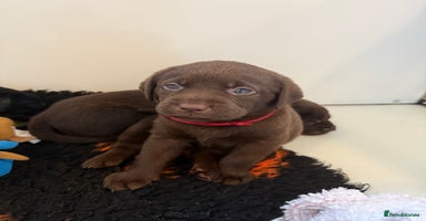 Labrador Retriever dogs - Advert 2