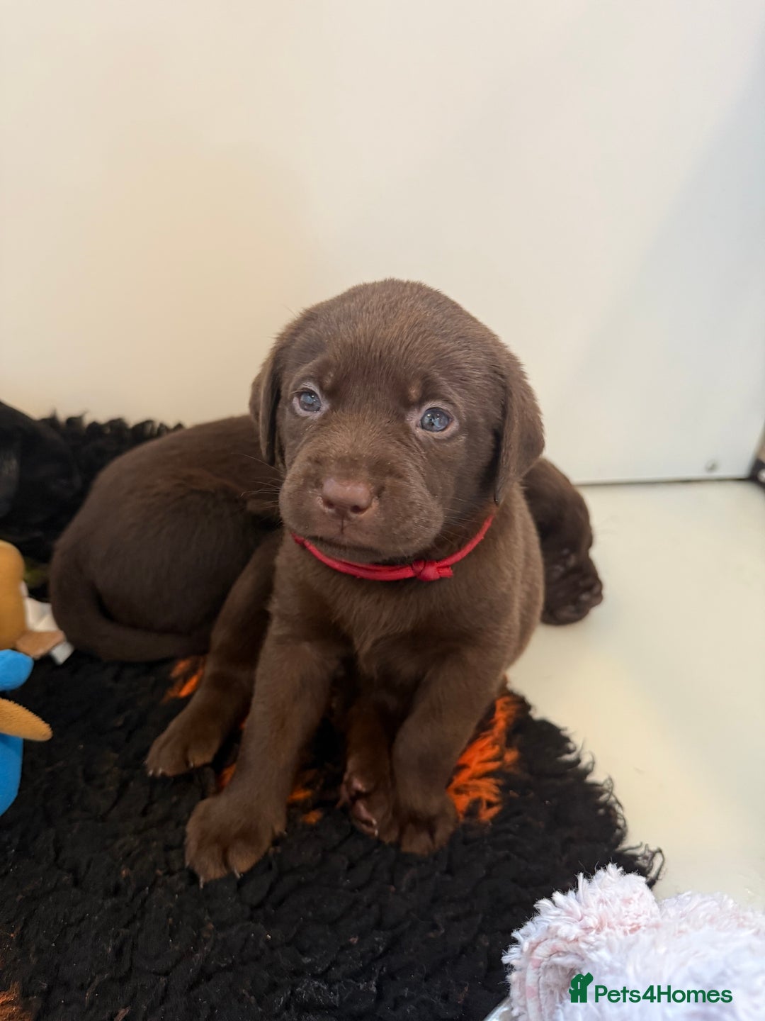 Labrador Retriever dogs for sale: Stunning KC REG Fully health tested Labradors - Image 3