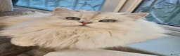 British Longhair cats for sale: British Longhair Kittens – Champion Lines ✨ - Advert 11
