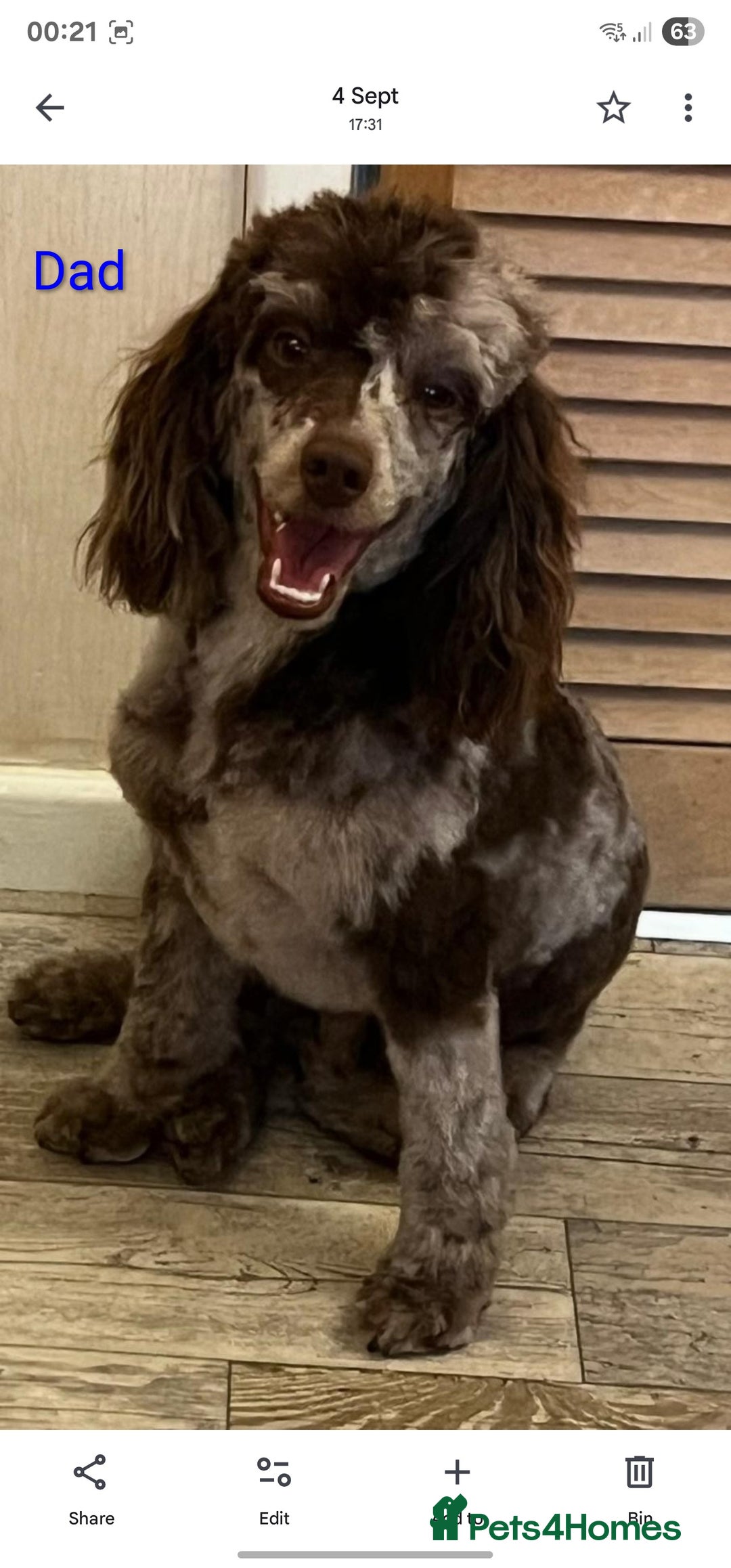 Goldendoodle dogs for sale: Miniature Goldendoodle pure black boy - Advert 14