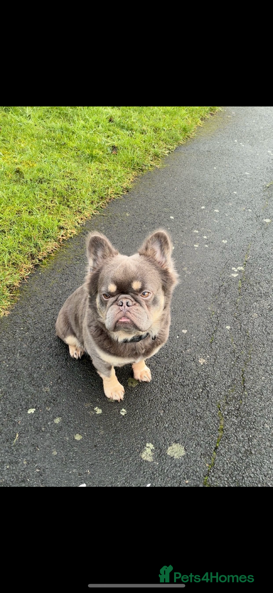 French Bulldog dogs for stud: Fluffy French bulldog STUD - Advert 5