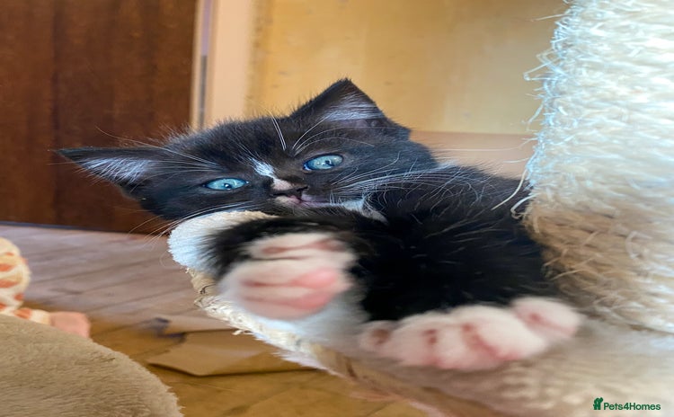 Ragdoll cats - Advert 6