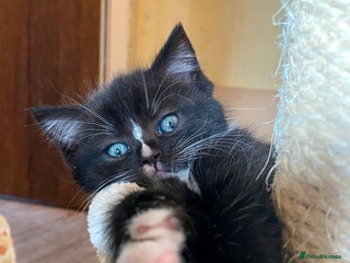 Ragdoll cats - Advert 18