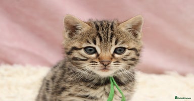 Bengal cats - Advert 4