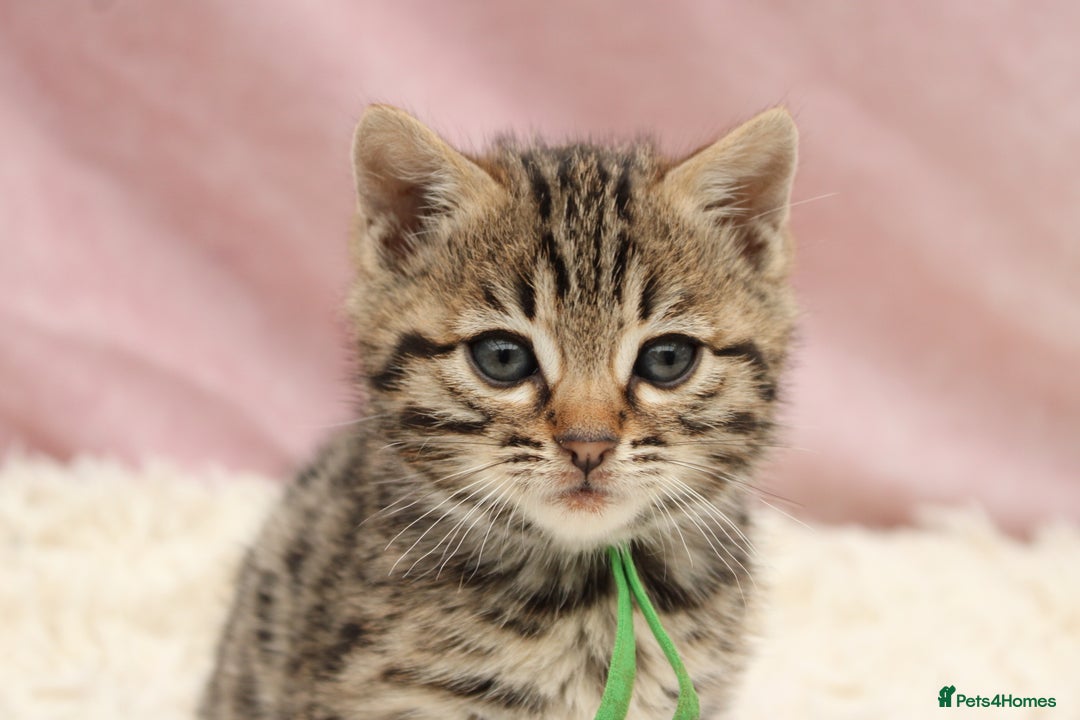 Bengal cats for sale: 🔥Stunning Bengals for reservation only 2 left🔥 - Advert 4