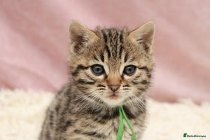 Bengal cats - Advert 7