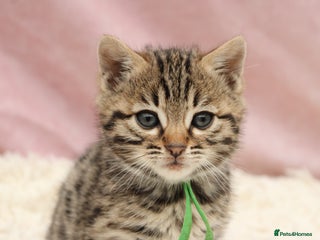 Bengal cats 🔥Stunning Bengals for reservation only 2 left🔥 - Advert 5