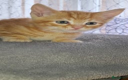 Mixed Breed cats for sale: Kittens looking for a forever home 🏡  - Image 6