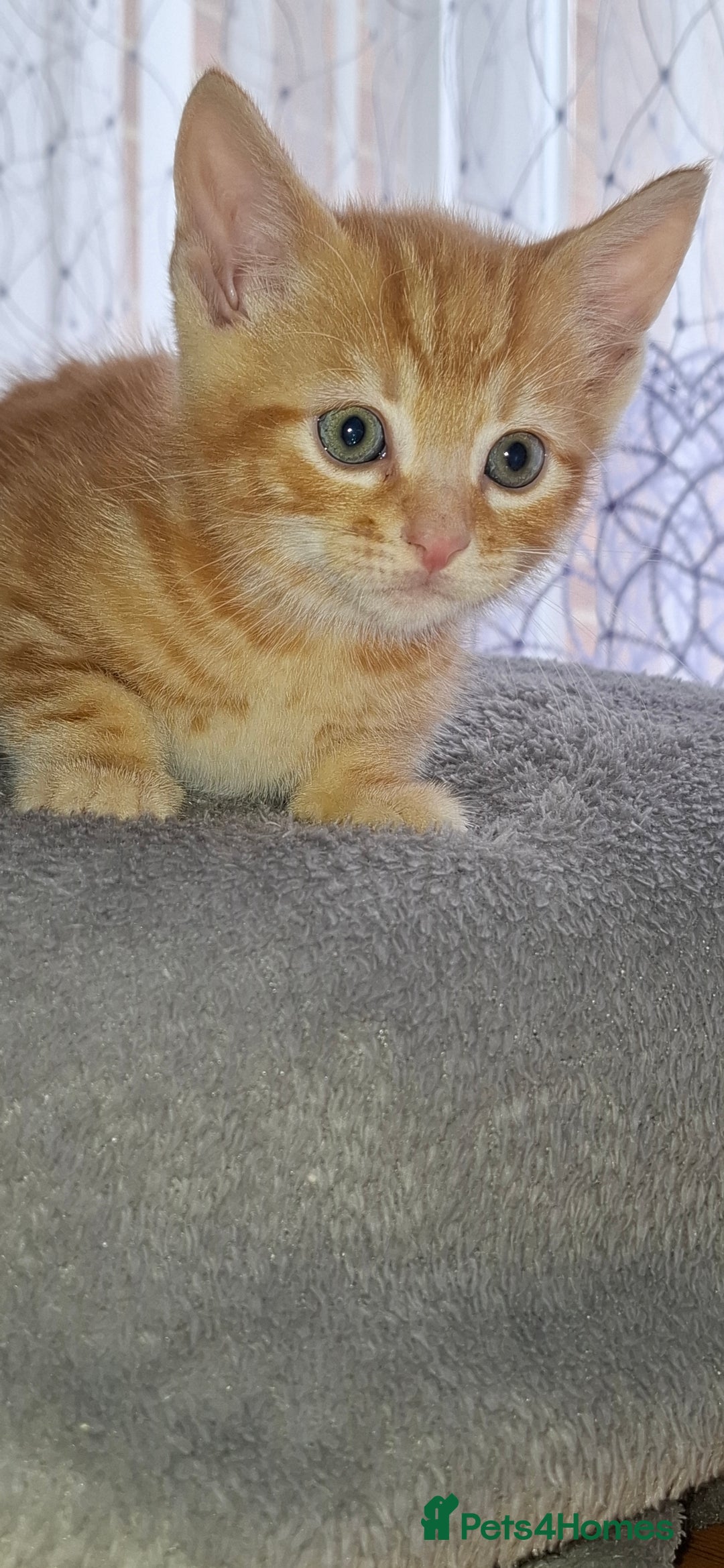 Mixed Breed cats for sale: Kittens looking for a forever home 🏡  - Image 6