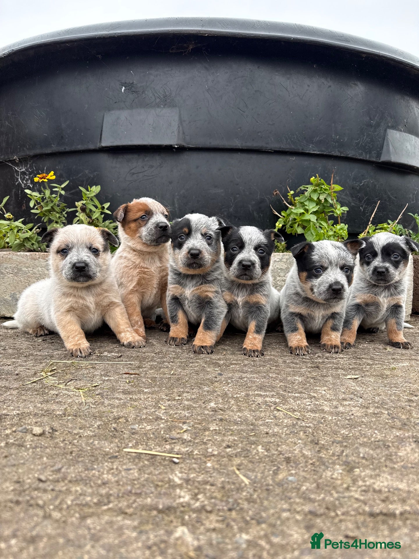 Australian Cattle Dog dogs Australian Cattle Dog Pups  - Advert 2