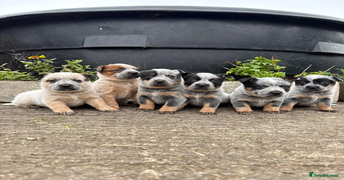 Dogs Australian Cattle Dog Puppies for sale | Pets4Homes
