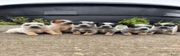 Australian Cattle Dog dogs for sale: Australian Cattle Dog Pups  - Advert 1