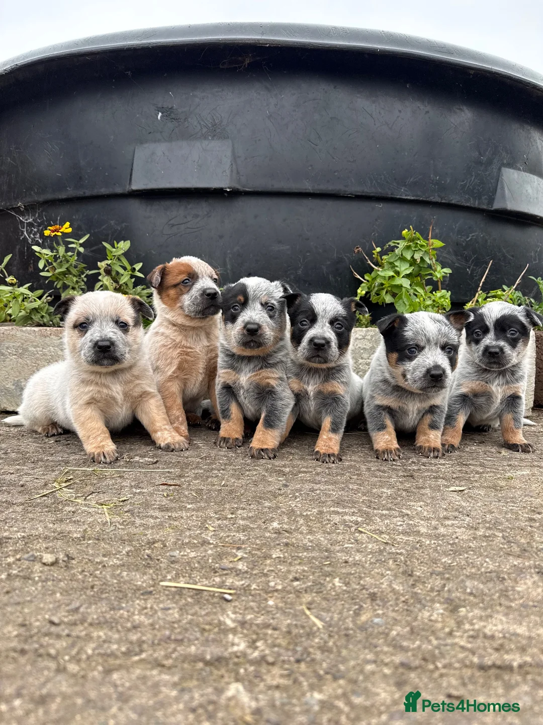 Australian Cattle Dog dogs for sale: Australian Cattle Dog Pups  - Advert 1