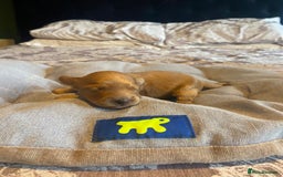 Cockapoo dogs for sale: Beautiful puppies in time for  ** ! 🐶 🥰  **   - Image 21