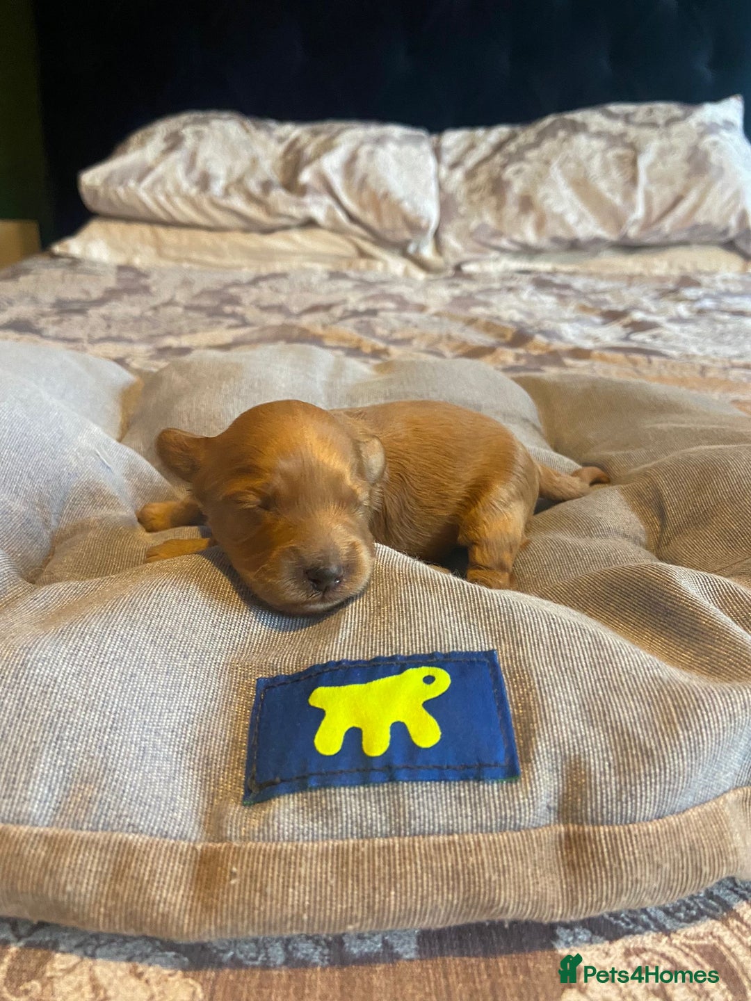 Cockapoo dogs for sale: Beautiful puppies in time for  ** ! 🐶 🥰  **   - Image 21