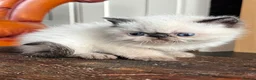 Exotic cats for sale: Last Remaining  Exotic Shorthair Kitten - Advert 15