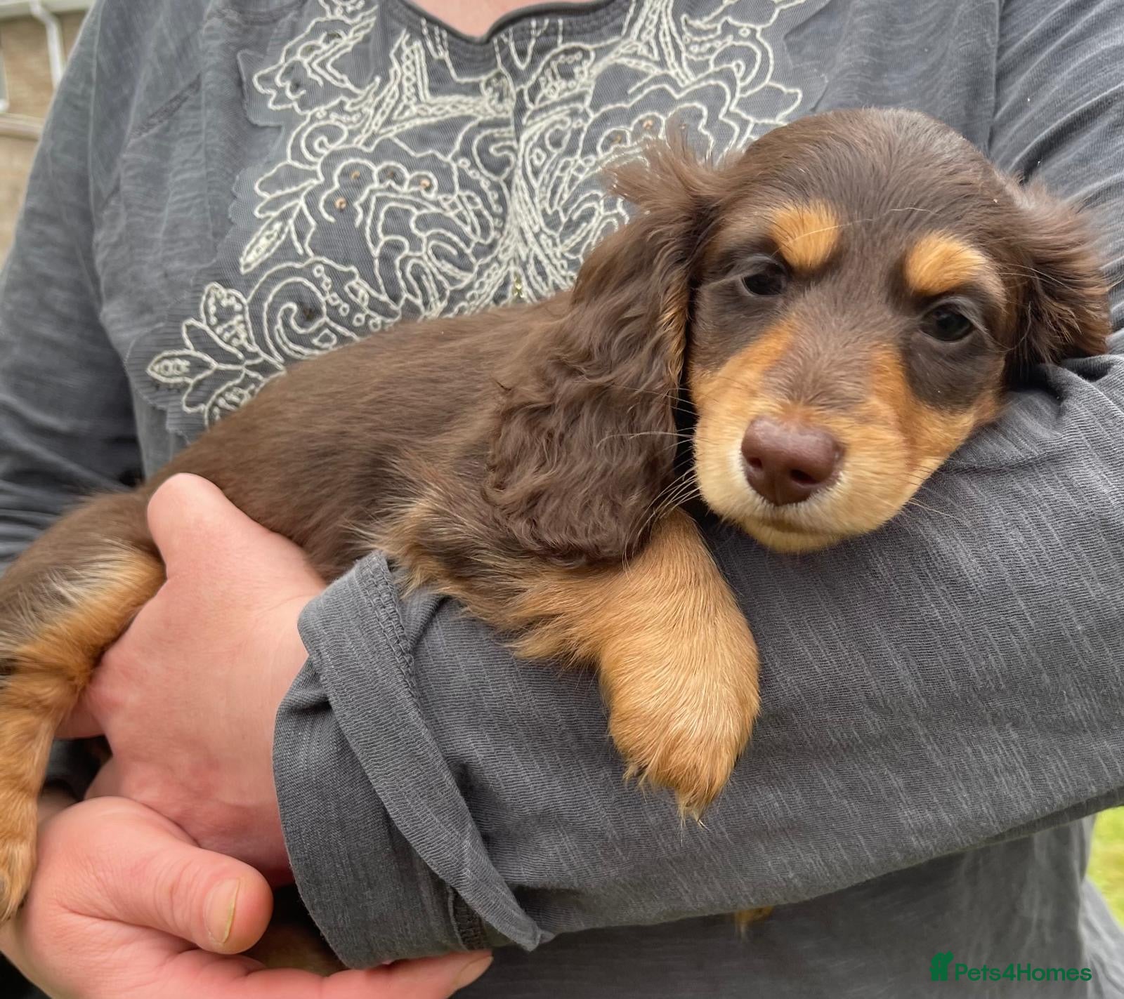 Dachshund dogs for sale: Last 2 Miniature longhaired dachshund Puppies - Advert 27