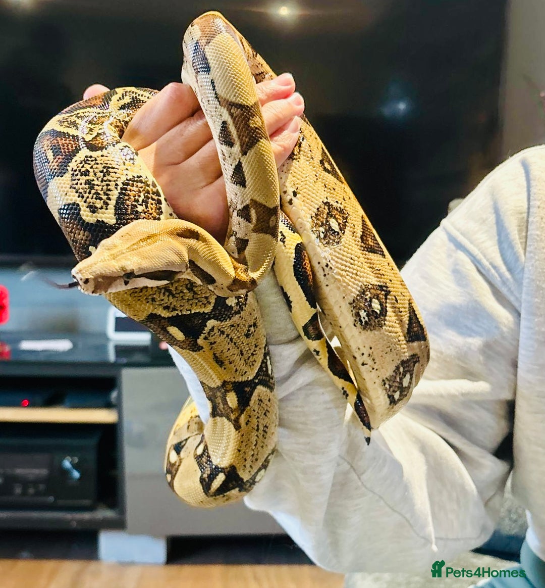 Boa Snake reptiles for sale: Boa Constrictor Male - Advert 13