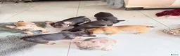French Bulldog dogs for sale: French Bulldog Puppies Ready for Forever Home - Advert 8