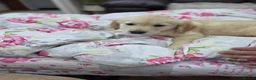 Golden Retriever dogs for sale: 9 beautiful golden retriever puppies - Advert 3