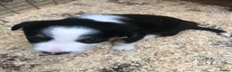 Border Collie dogs for sale: Puppies - Advert 9