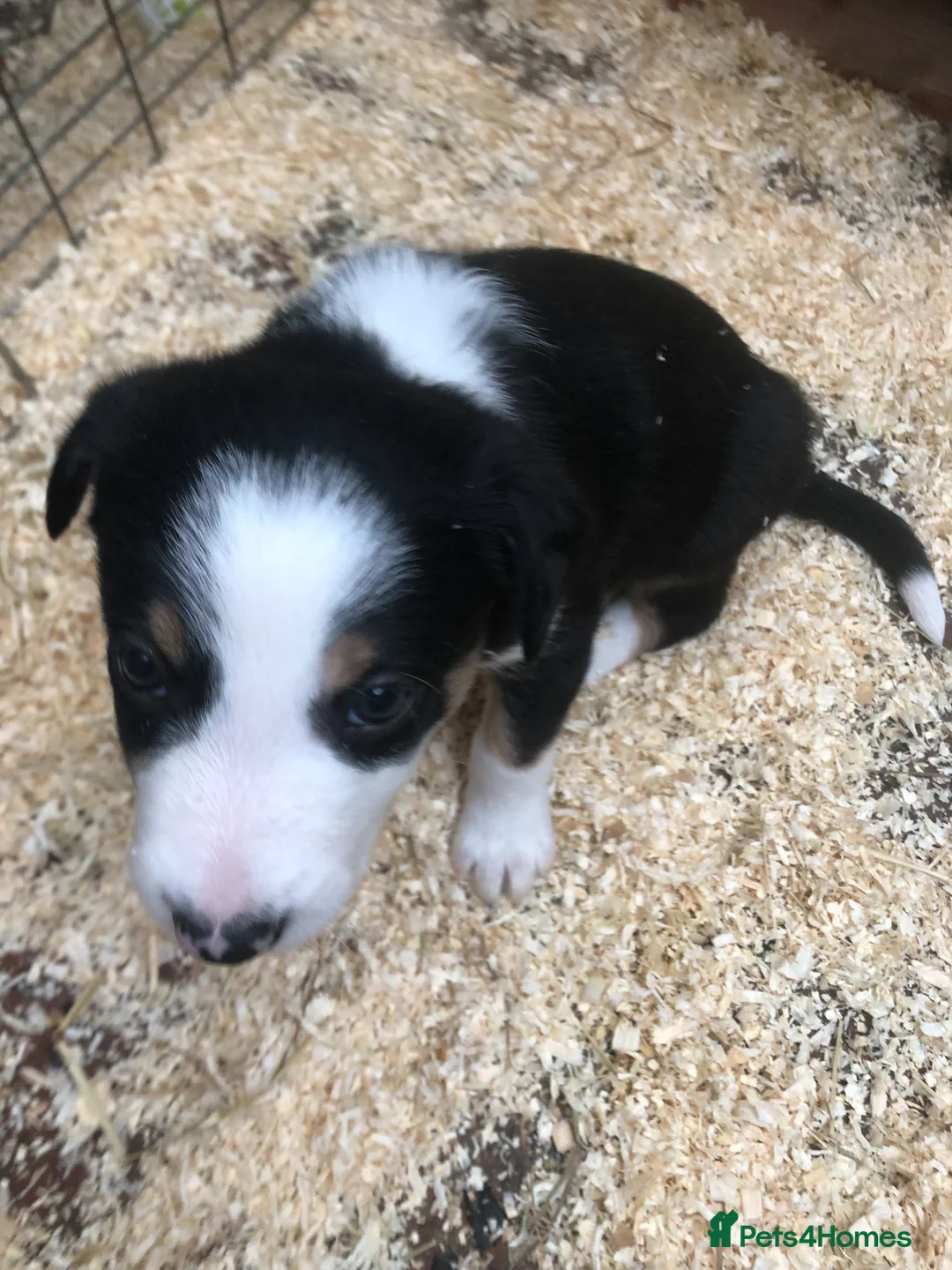 Border Collie dogs for sale: Puppies - Advert 9
