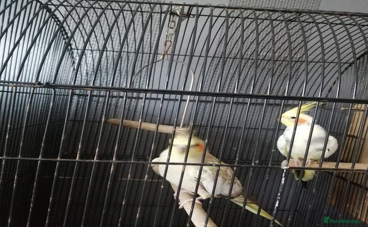 Cockatiels birds - Advert 2
