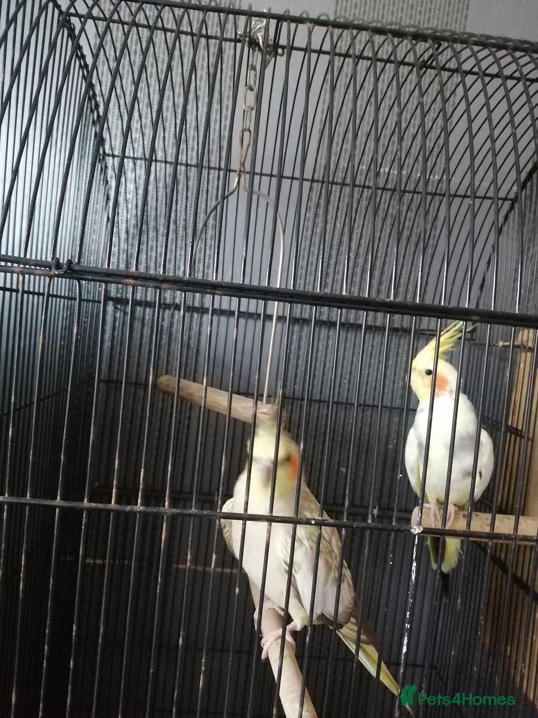 Cockatiels birds for sale: pair of cockatiels - Image 1