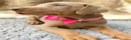 Dobermann dogs for sale: KC REG HEALTH TESTED EUROPEAN DOBERMAN PUPPIES - Advert 31