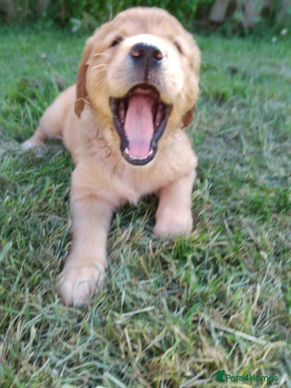 Golden Retriever dogs KC Registered Golden Retriever Pups Ready 7th June - Advert 10
