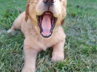 Golden Retriever dogs KC Registered Golden Retriever Pups Ready 7th June - Advert 10